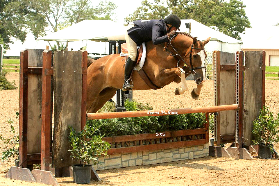 Casting Call European sporthorses for sale